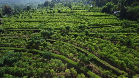 Toma-Aérea-De-Campos-En-Terrazas-En-La-Granja-Del-área-De-Sidemen-De-Bali-Con-Vistas-A-Los-Verdes-Campos-Agrícolas-Con-Arbustos-Y-árboles-Dispersos-Mientras-Viaja-Por-Indonesia