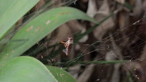 Cockroach-or-beetle-entangled-and-wrapped-in-web-of-yellow-garden-spider