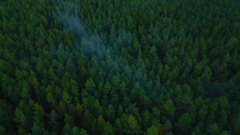 Beautiful-meditative-Baltic-pine-tree-wood-forest-drone-top-shot-aerial