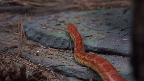 Exotic-species-corn-snake,-pantherophis-guttatus,-serpentine-locomotion,-crawling-and-slithering-on-the-ground,-handheld-motion-shot