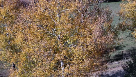 Raschelndes-Blätterdach:-Herbstballett-Entlang-Der-Dunn-Lake-Road-Mit-Gelbem-Laub