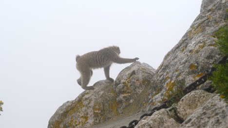 Barbary-Macaque-Monkey-on-Gibraltar-Rock,-Misty-Day,-Slomo,-Track
