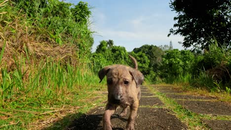 Cute-young-scrappy-puppy-runs-along-grassy-pathway-on-sunny-day,-low-angle
