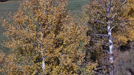 Goldenes-Flüstern:-Herbstwinde-Tanzen-Mit-Gelben-Blättern-Auf-Der-Dunn-Lake-Road