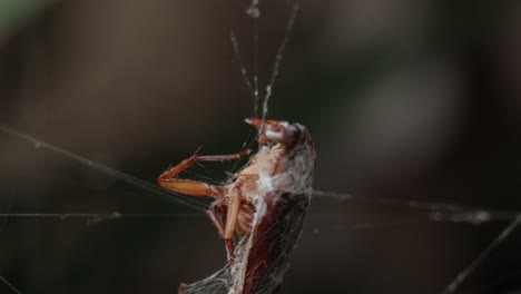 Macro-closeup-of-dead-cockroach-stuck-in-web-shaking-from-wind