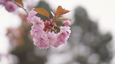 Close-up-shot-of-Cherry-blossom---Cherry-blossoms-swaying-in-the-wind-in-the-park