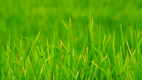 Green-field-background-in-close-up-view.