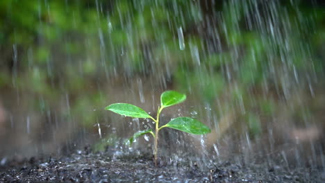 Slow-motion-shot-of-tree-sprout-in-the-rain.