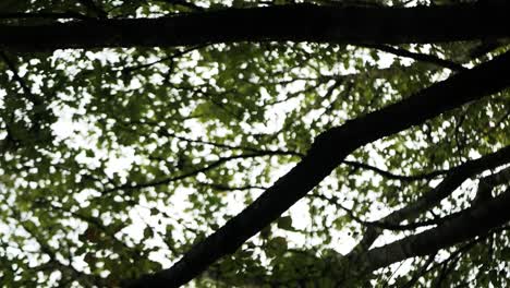 Das-Flüstern-Der-Waldbrise-Wiegt-Ein-Blätterdach-Aus-Baumstämmen-Und-Blättern