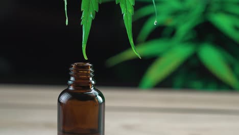 Legalized-CBD-oil-flow-on-tip-of-a-green-hemp-leaf-and-fall-into-glass-bottle.
