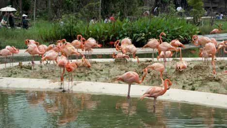 Eine-Gruppe-Amerikanischer-Flamingos-Steht-Auf-Einer-Von-Wasser-Umgebenen-Insel-Im-Bird-Paradise-Zoo-In-Singapur