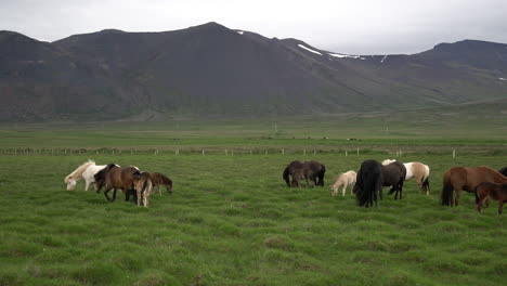 Caballo-Islandés-En-La-Naturaleza-Escénica-De-Islandia.