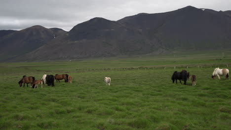 Caballo-Islandés-En-La-Naturaleza-Escénica-De-Islandia.