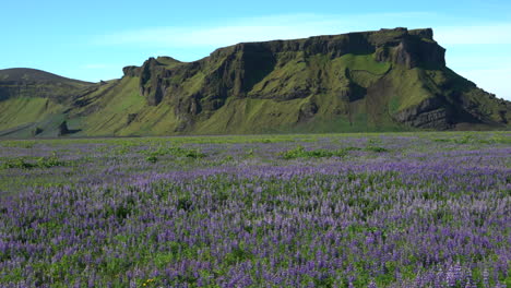 Lupine-flowers-field-in-Vik-Iceland.