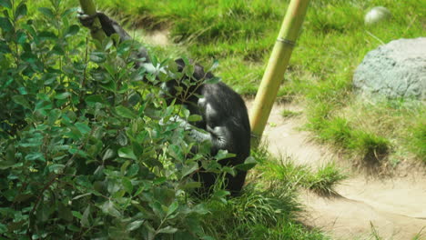 A-captive-chimpanzee-standing-near-a-bush