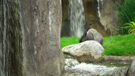 Schlafender-Gorilla-In-Der-Nähe-Eines-Wasserfalls