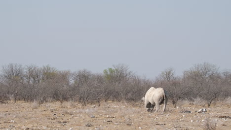 Rinoceronte-Negro-Solitario-Pastando-En-La-Sabana-Africana