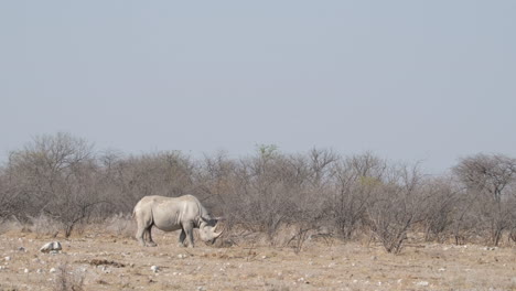 Black-Rhinoceros-Grazing-On-Arid-Grassland-In-Africa