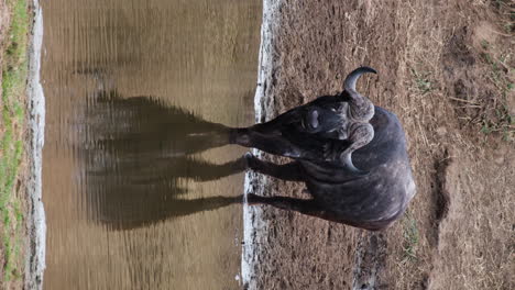 Vertical---African-Buffalo-Stands-And-Drink-Water-By-The-Waterhole