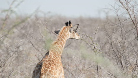 Afrikanische-Giraffe-Frisst-Die-Blätter-Eines-Akazienbaums-Mit-Scharfen-Dornen