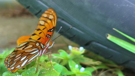 Gulf-fritillary-butterfly-close-up-on-grass-with-colorful-wings