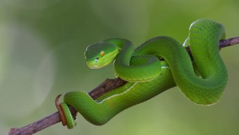Camera-zooms-out-while-this-snake-looks-towards-it,-White-lipped-Pit-Viper-Trimeresurus-albolabris,-Thailand