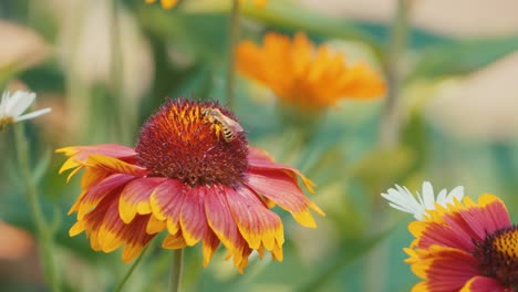 Bumblebee-ballet-on-a-cockade-flower,-a-mesmerizing-dance-of-nature's-pollination-in-a-vibrant-garden
