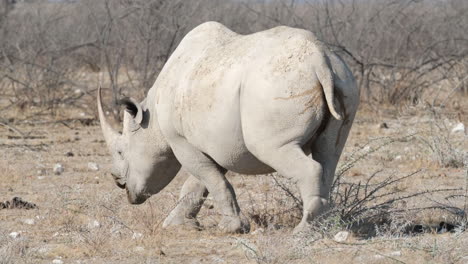 Rinoceronte-Negro-Vagando-Por-La-Reserva-De-Caza-Africana.-Ancho