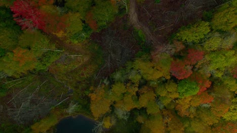 Aerial-view-of-fall-leaves-in-the-mountains