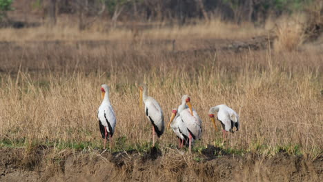 Africa---A-Cluster-of-Yellow-billed-Storks-Standing-on-the-Arid-Grassy-Terrain---Static-Shot