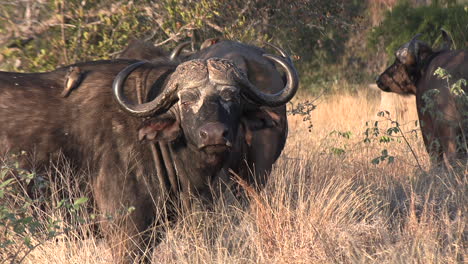 Ein-Afrikanischer-Büffel-Starrt-Mit-Neugierigem-Gesichtsausdruck-In-Die-Kamera
