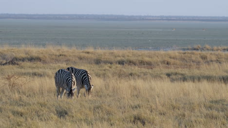 Africa---Two-Zebras-Feeding-on-a-Parched-Grassy-Plain---Wide-Shot