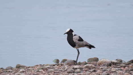 A-Blacksmith-Lapwing-Perched-on-the-Shore---Close-Up