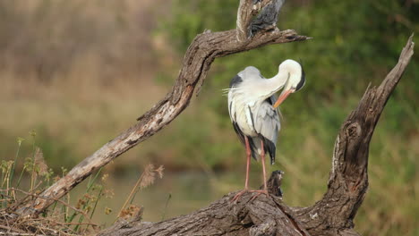 Grey-Heron-Grooming-Its-Plumage-While-Perching-On-Tree-Bark