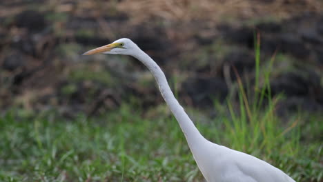 A-Great-Egret-Standing-on-a-Wetlands-and-Looking-for-Its-Prey---Close-Up