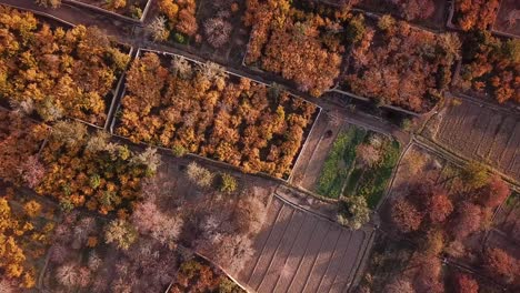 Drone-over-Garden-in-Iran-middle-east-asia-pomegranate-garden-Birdseye-landscape-view-in-autumn-fall-winter-season-harvest-red-juicy-fruit-in-desert-region-in-Yazd-Aqda-in-Ardakan-mud-brick-city