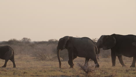 Africa---A-Herd-of-African-Bush-Elephants-Leisurely-Walking---Tracking-Shot