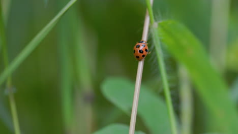 Beautiful-Ladybug-walking-up-a-green-grass-steam-in-hurry-,-with-all-its-red-and-black-spots