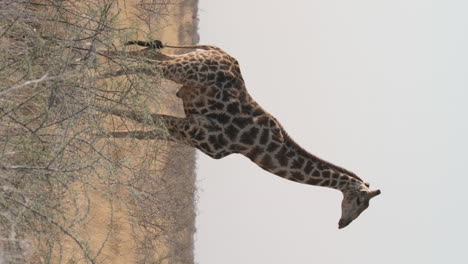 Vertikale-Ansicht-Einer-Südafrikanischen-Giraffe,-Die-In-Der-Savanne-Des-Naturschutzgebiets-In-Afrika-Spaziert