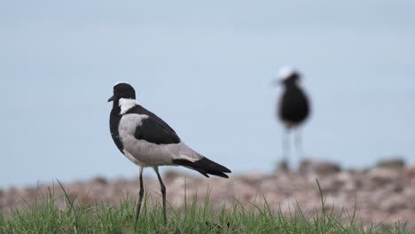 Two-Blacksmith-Lapwings-Standing-Amidst-a-Grassy-Expanse---Rack-Focus