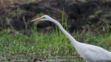A-Great-Egret-Standing-in-a-Wetland---Close-Up