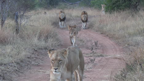 A-pride-of-several-lions-walk-along-a-roadway-through-the-bush