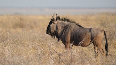 Wildebeest-Strolling-Across-a-Dry-Grassy-Plain---Tracking-Shot