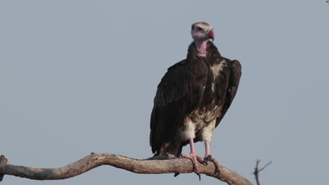 White-headed-Vulture-Standing-on-a-Tree-Branch---Close-Up