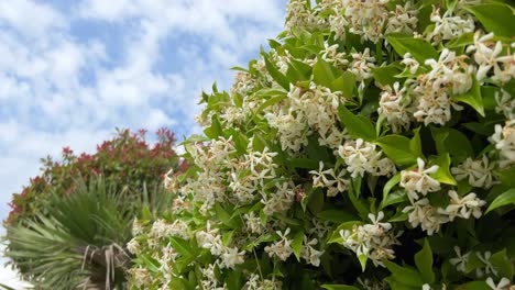 Closeup-of-Jasmine-shrub-shot-low-angle-against-the-sky