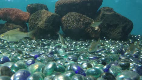 Fishes-in-aquarium-are-hiding-behind-stones
