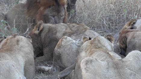 A-pride-of-lions-feeds-on-a-fresh-kill-of-prey