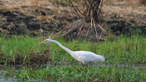 A-Great-Egret-Standing-on-a-Wetlands---Close-Up