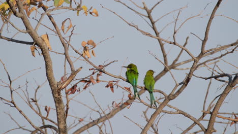 A-Couple-Of-Swallow-tailed-Bee-eater-Birds-Resting-On-Leafless-Tree-Branches