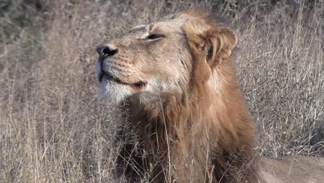 Young-male-lion-sniffs-the-air-as-his-developing-mane-resists-the-blowing-breeze